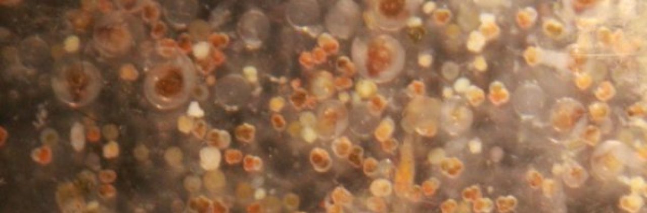 Plankton tow equipment used to collect modern foraminifera samples