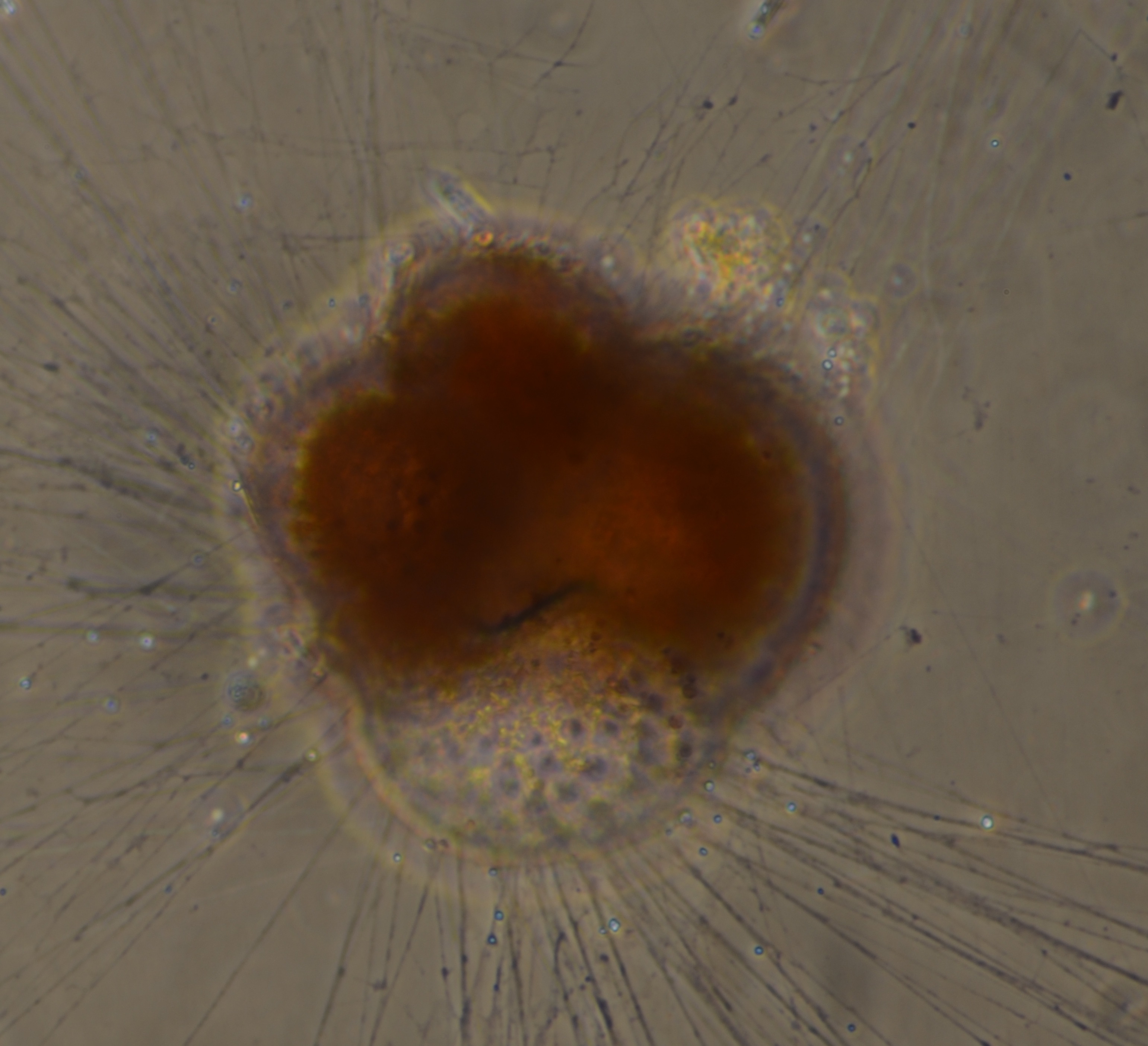 Foraminifera samples under microscope for isotopic analysis